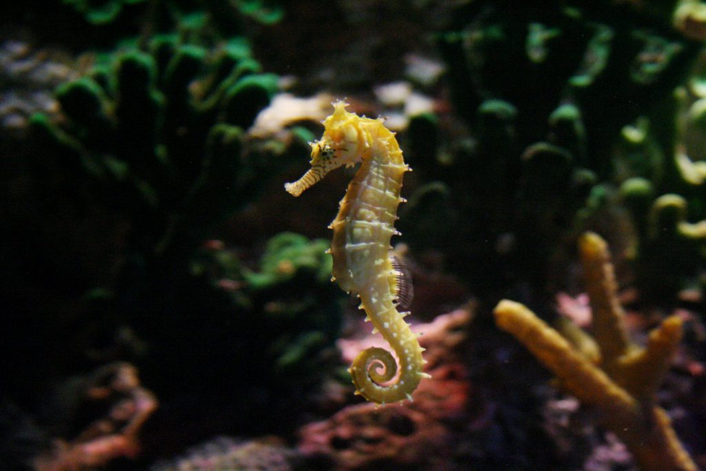 monterey_bay_aquarium__seahorse_by_ktbull06-d5fb32l