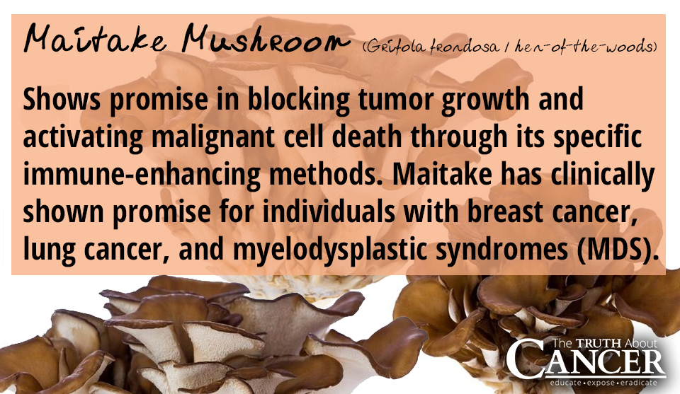 Maitake-Mushroom