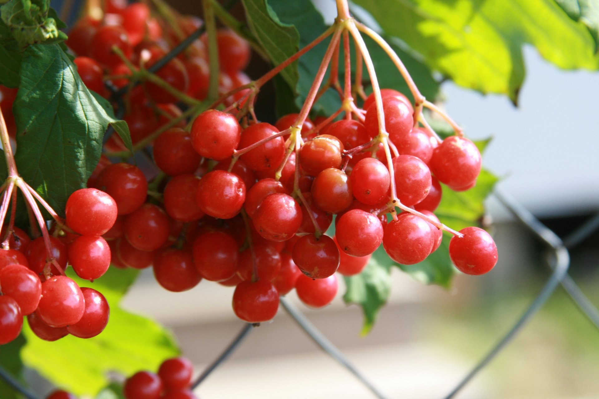 background-wallpaper-close-up-nature-kalina-plant-berries-village-autumn-red