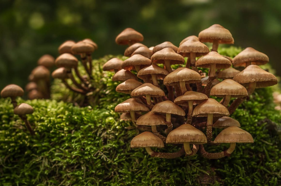 MAGIC mushrooms.