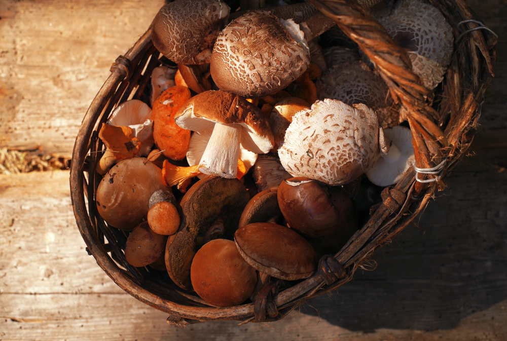 wild-mushrooms